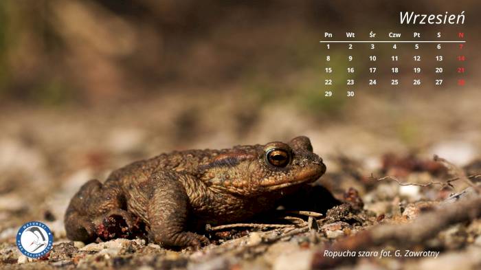 Mazurski Park Krajobrazowy na pulpicie Twojego komputera