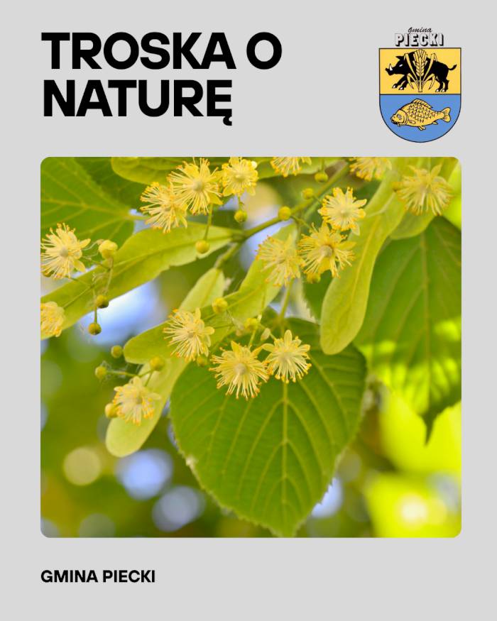 Gmina Piecki w trosce o naturę i owady zapylające