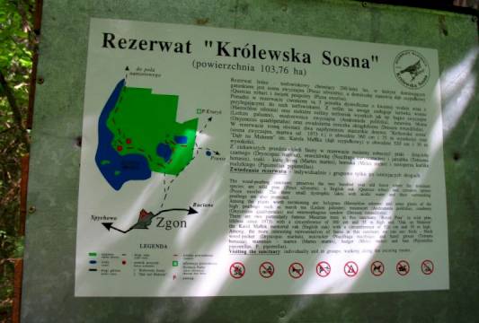 Tablica informacyjna w Rezerwacie &quot;Królewska Sosna&quot;, foto Robert Wróbel