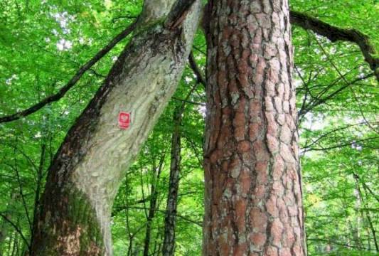 &quot;Zakochana Para&quot; w Rezerwacie &quot;Zakręt&quot;, foto Beata Gida