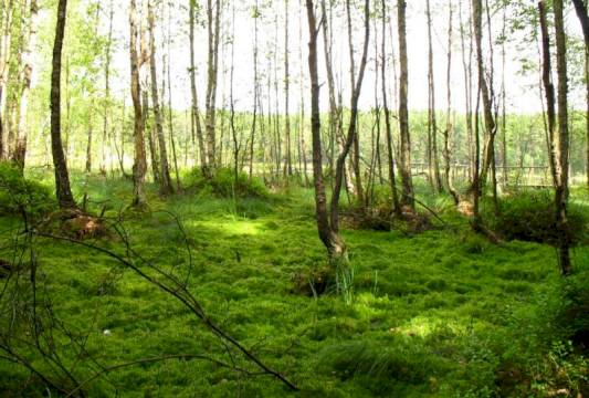 Jeziora Kruczki w Rezerwacie &quot;Królewska Sosna&quot;, foto Robert Wróbel