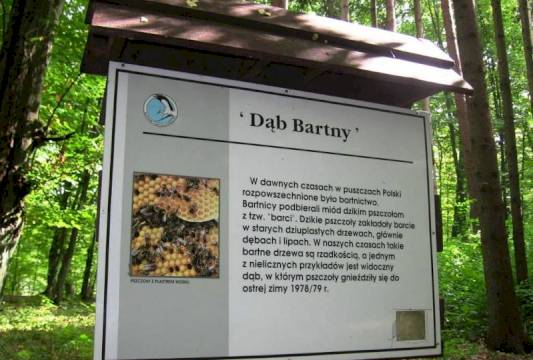 Tablica informacyjna &quot;Dębu Bartnego&quot; w Rezerwacie &quot;Zakręt&quot;, foto Beata Gida