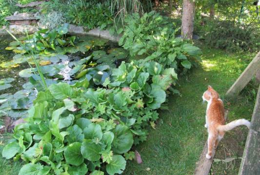 Ogrody Pokazowe i Motylarnia w Marcinkowie, fot. Beata Gida