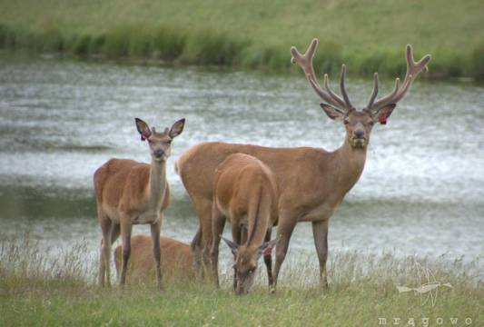 foto Żaneta Steiner