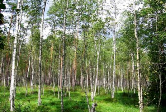 Młode brzózki w Rezerwacie &quot;Zakręt&quot;, foto Beata Gida