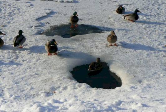 Kaczuszki nad jeziorkiem Magistrackim, foto Beata Gida
