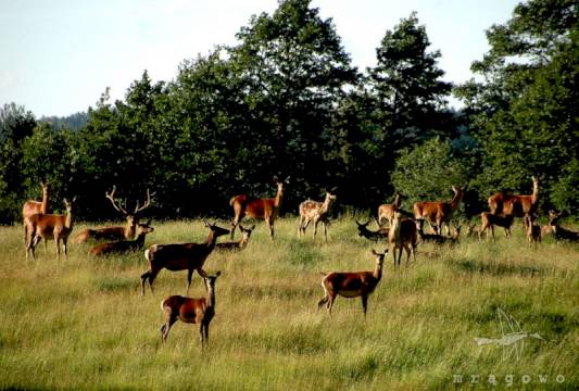foto Żaneta Steiner