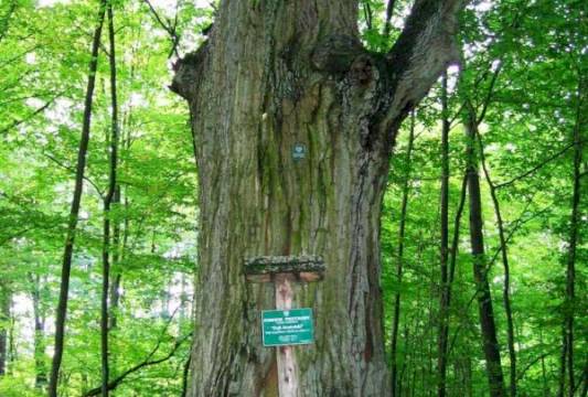 &quot;Dąb Krutyński&quot; w Rezerwacie &quot;Zakręt&quot;, foto Beata Gida