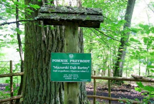 Tablica informacyjna &quot;Dębu Bartnego&quot; w Rezerwacie &quot;Zakręt&quot;, foto Beata Gida