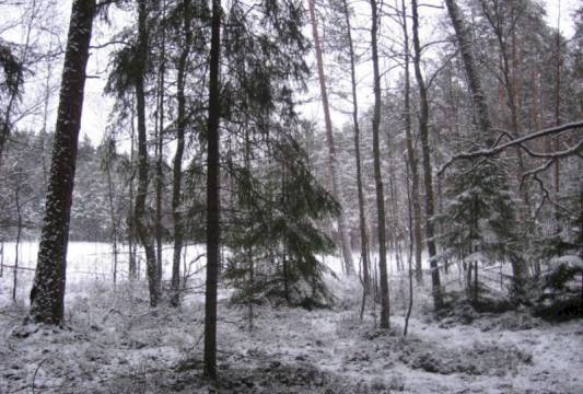 Rezerwat &quot;Zakręt&quot; zimą, foto Beata Gida
