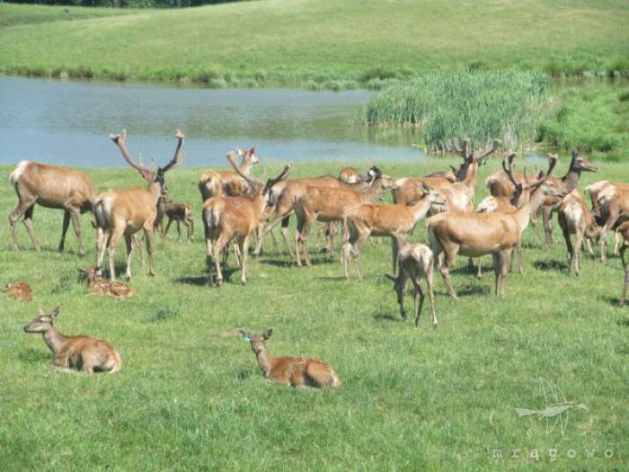 Atrakcja dla całej rodziny - Ferma jeleniowatych w Kosewie Górnym