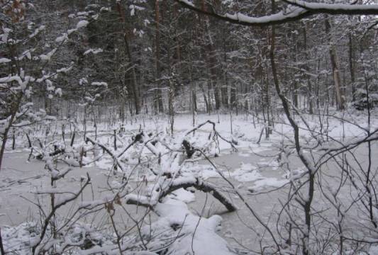 Rezerwat &quot;Zakręt&quot; zimą, foto Beata Gida
