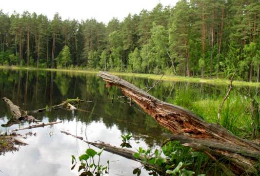 W Rezerwacie &quot;Królewska Sosna&quot;, foto Robert Wróbel