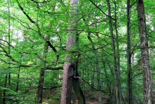 &quot;Zakochana Para&quot; w Rezerwacie &quot;Zakręt&quot;, foto Beata Gida