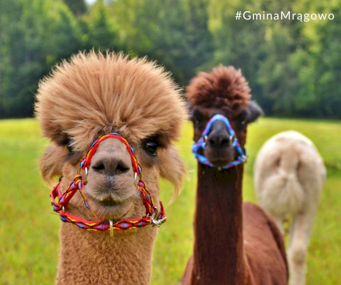 Na spotkanie ze zwierzętami w Gminie Mrągowo