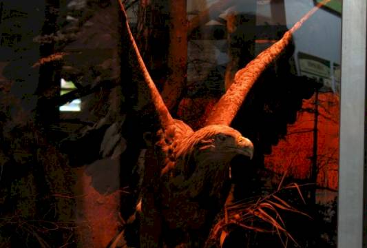 W Muzeum przyrodniczym w Krutyni, foto Robert Wróbel