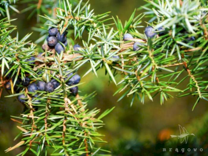 Jałowiec – gin i świeży oddech!