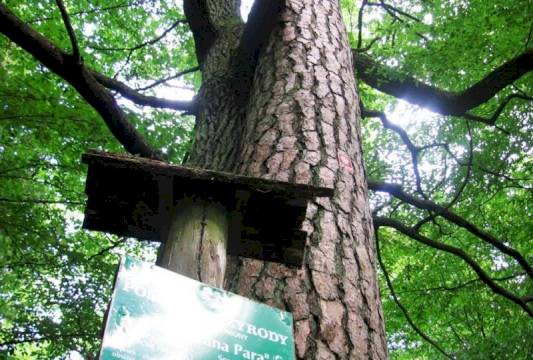 &quot;Zakochana Para&quot; w Rezerwacie &quot;Zakręt&quot;, foto Beata Gida