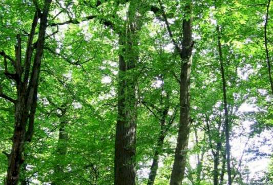 &quot;Dąb Bartny&quot; w Rezerwacie &quot;Zakręt&quot;, foto Beata Gida