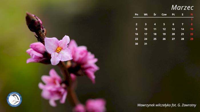 Marcowa tapeta Mazurskiego Parku Krajobrazowego