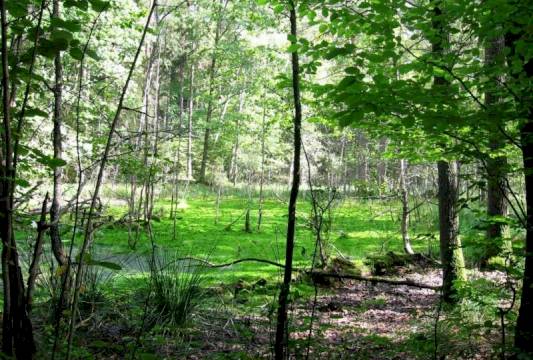 Rezerwat &quot;Zakręt&quot;, foto Beata Gida