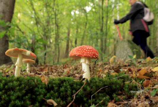 Szlak Pięciu Jezior, fot. Robert Wróbel