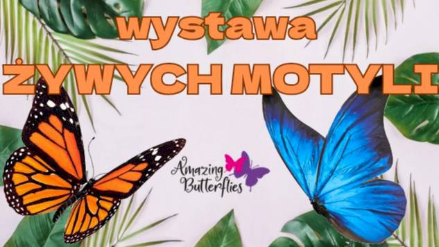 Wystawa żywych motyli w Mrągowie