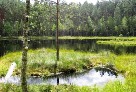 Pływające wyspy w Rezerwacie &quot;Zakręt&quot;, foto Beata Gida