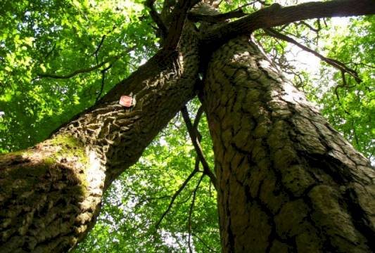 &quot;Zakochana Para&quot;, foto Robert Wróbel