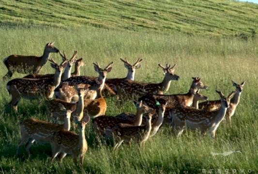 foto Żaneta Steiner