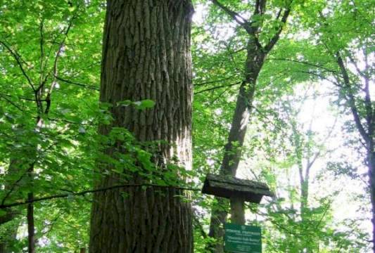 &quot;Dąb Bartny&quot; w Rezerwacie &quot;Zakręt&quot;, foto Beata Gida