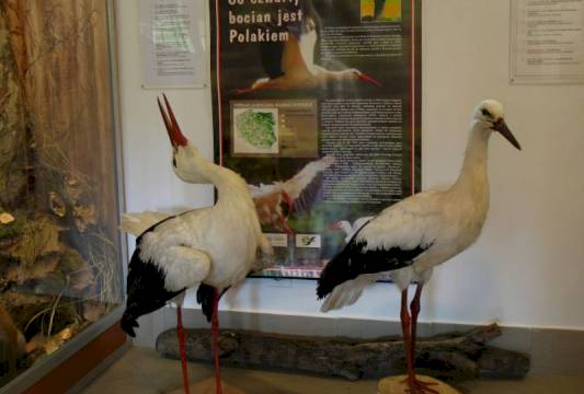 W Muzeum przyrodniczym w Krutyni, foto Robert Wróbel