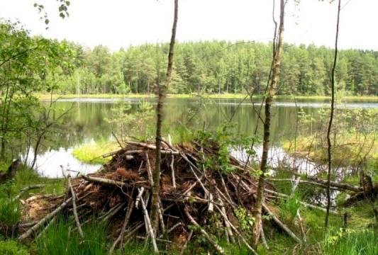 Żeremia bobrów, foto Robert Wróbel