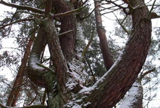 Sosna nad jeziorem Mokrym, foto Robert Wróbel
