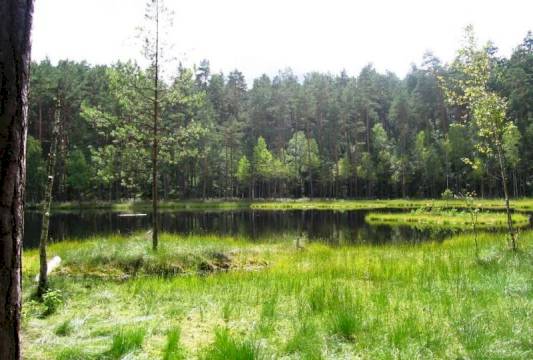 Pływające wyspy w Rezerwacie &quot;Zakręt&quot;, foto Beata Gida