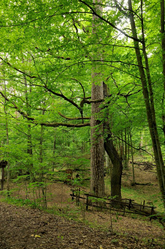 Światowy Dzień Drzewa