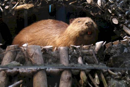 W Muzeum przyrodniczym w Krutyni, foto Robert Wróbel