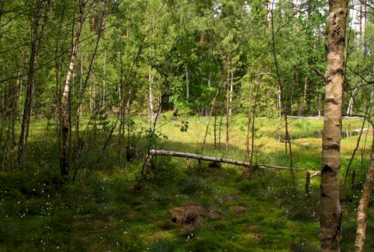 Jeziora Kruczki w Rezerwacie &quot;Królewska Sosna&quot;, foto Robert Wróbel